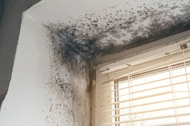 Affordable Mold Cleanup solutions in Belmar, NJ